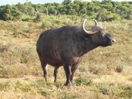 Safari - Cape Town - South Africa - Buffalo